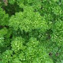 Petroselinum crispum 'Verbo' feuille